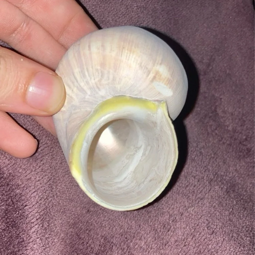 Sea shell
